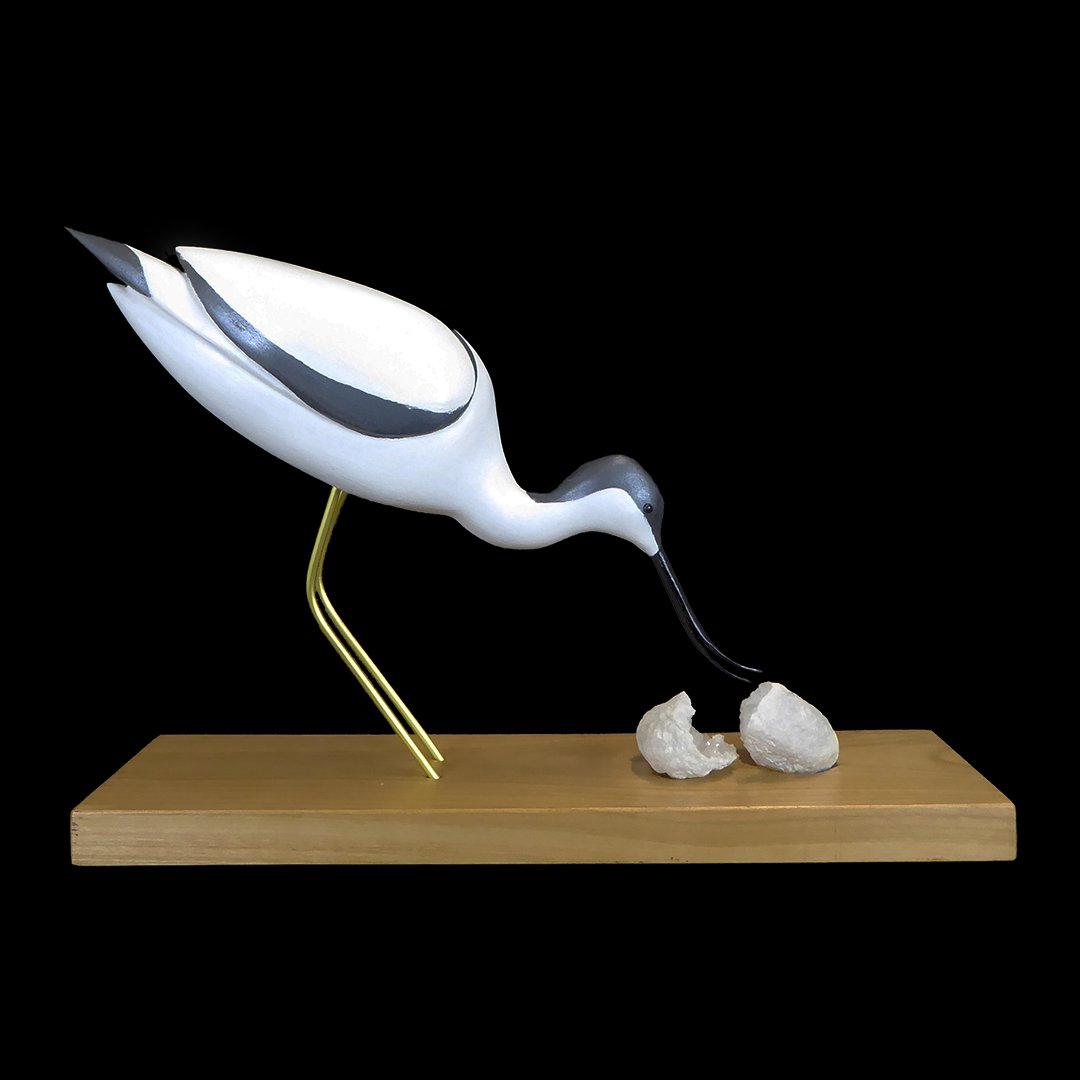 Avocette élégante