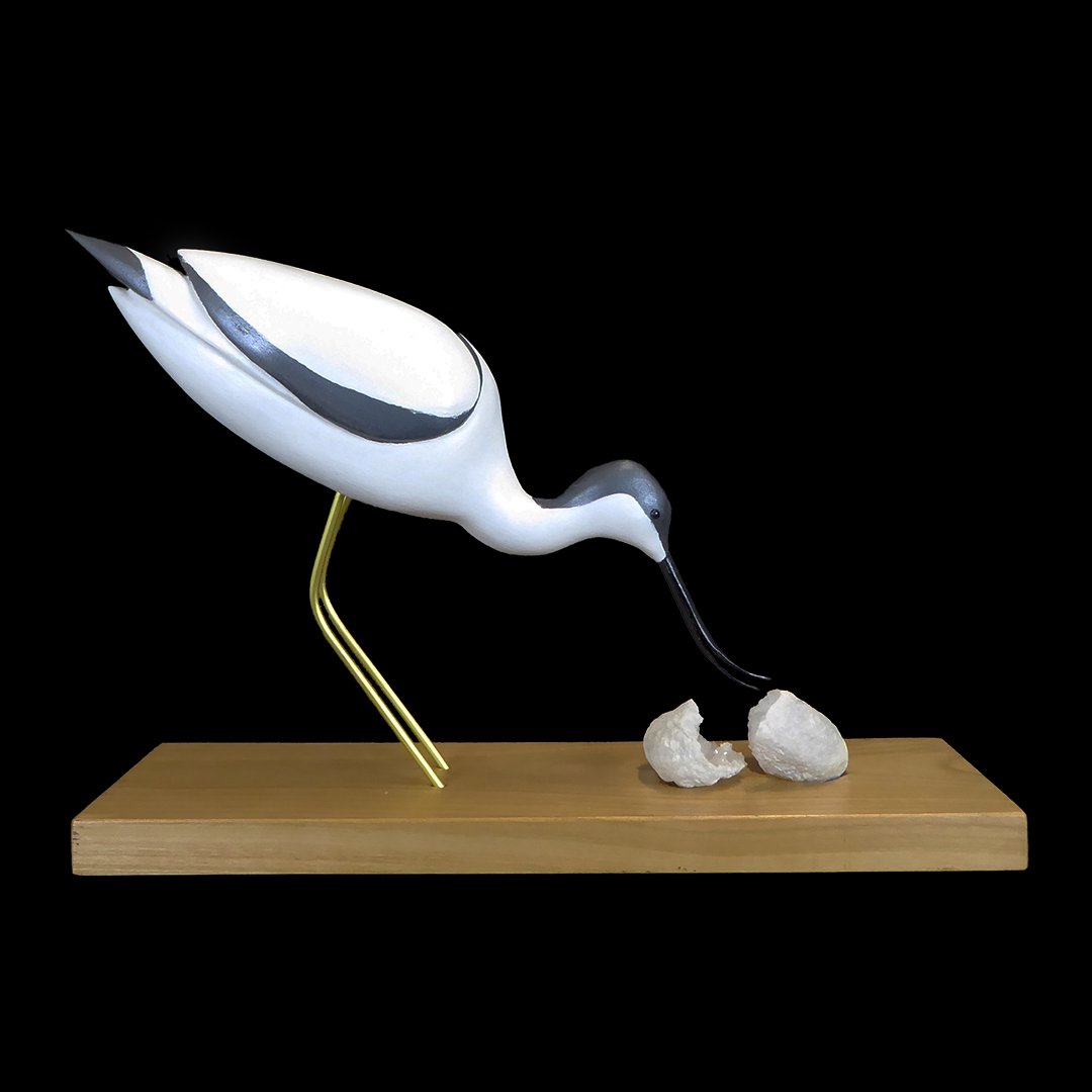 Avocette